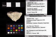 Foto (Objket + Etiketten) von Brachyura indet. 